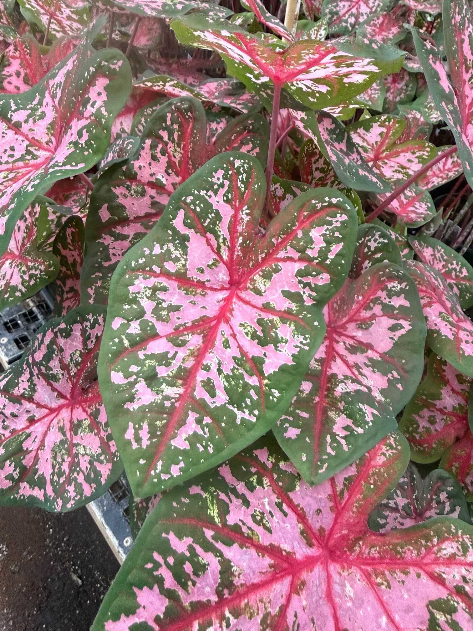 Pink caladium leaves