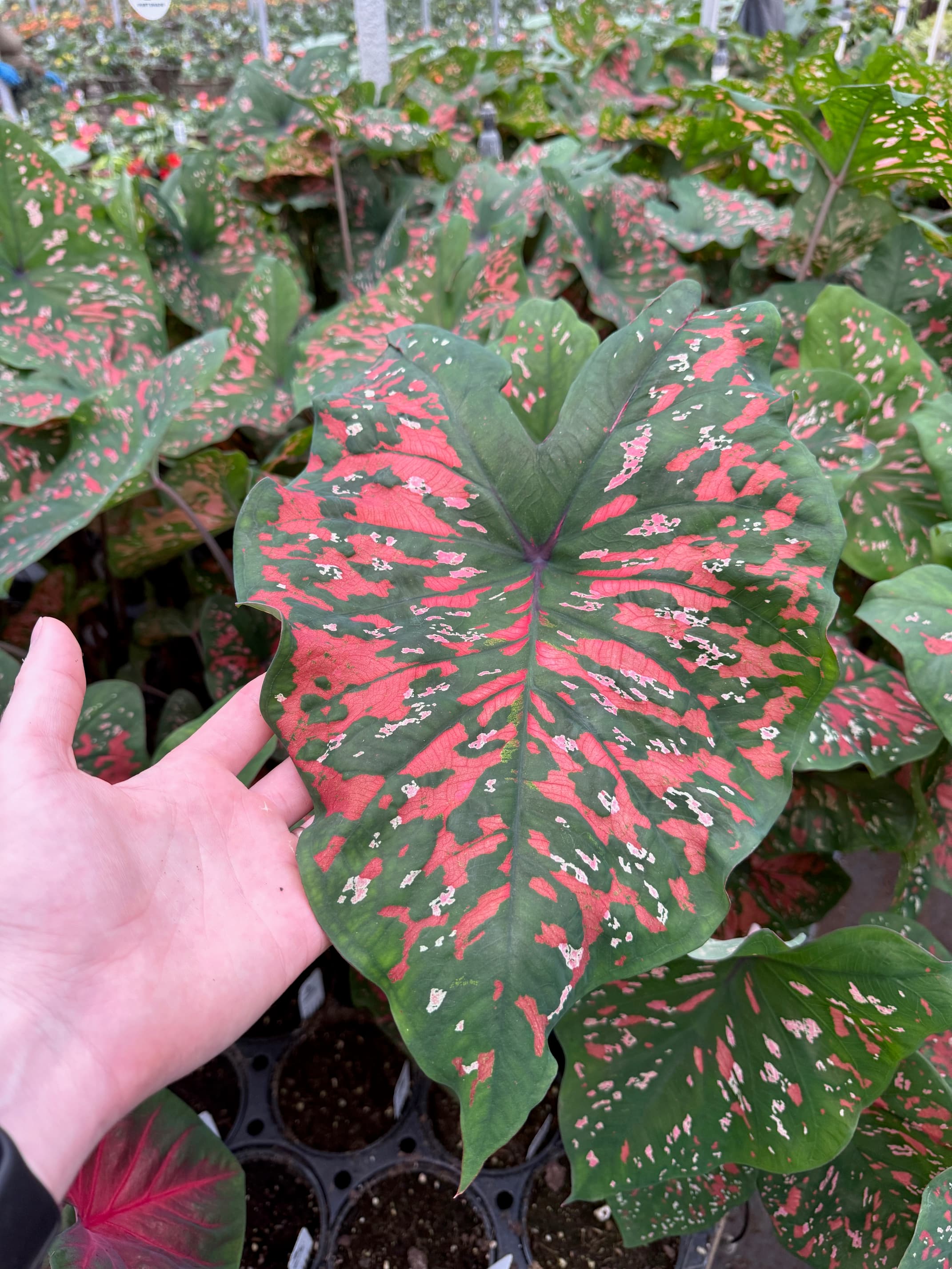 Caladium leaf with hand for scale