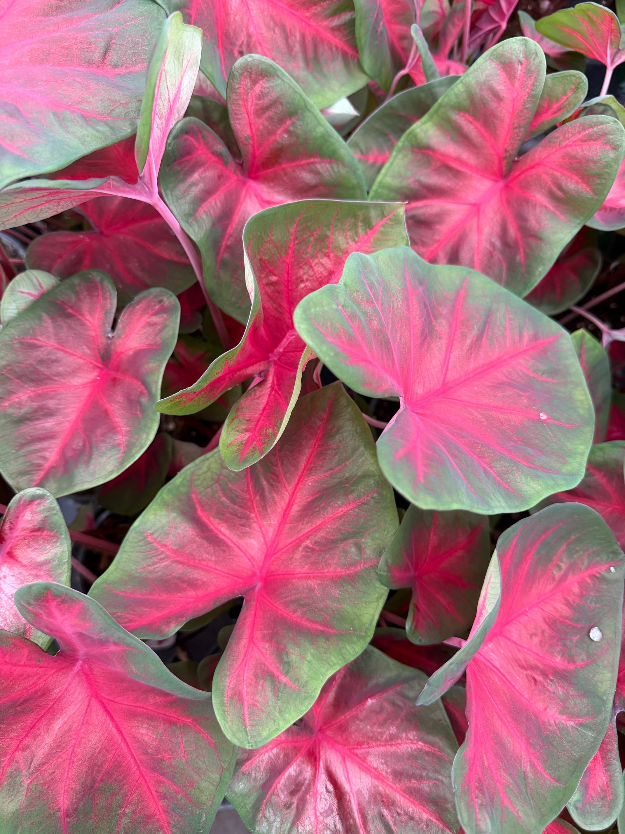 Red caladium variety