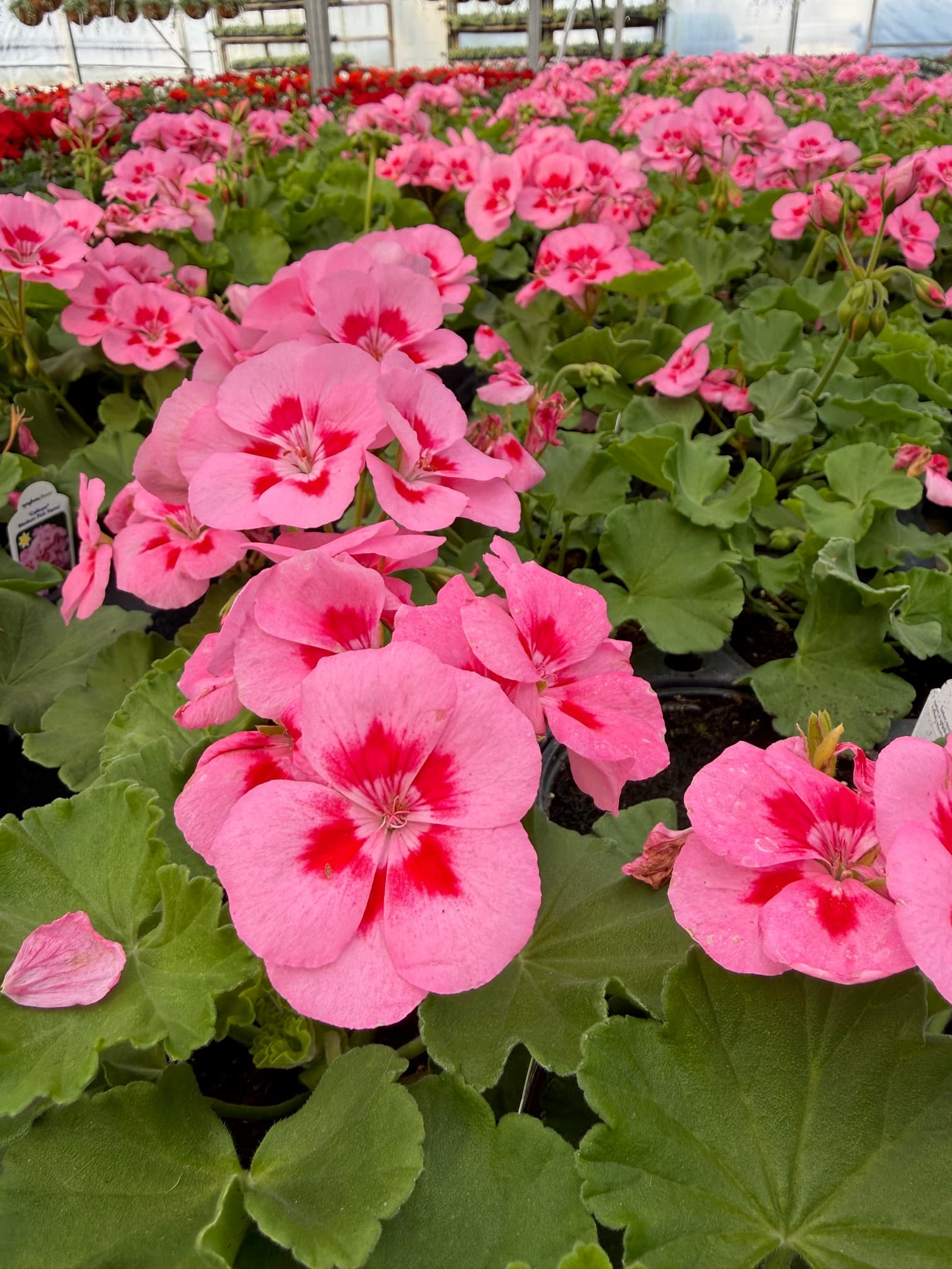 Calliope geraniums at Schlegel Greenhouse