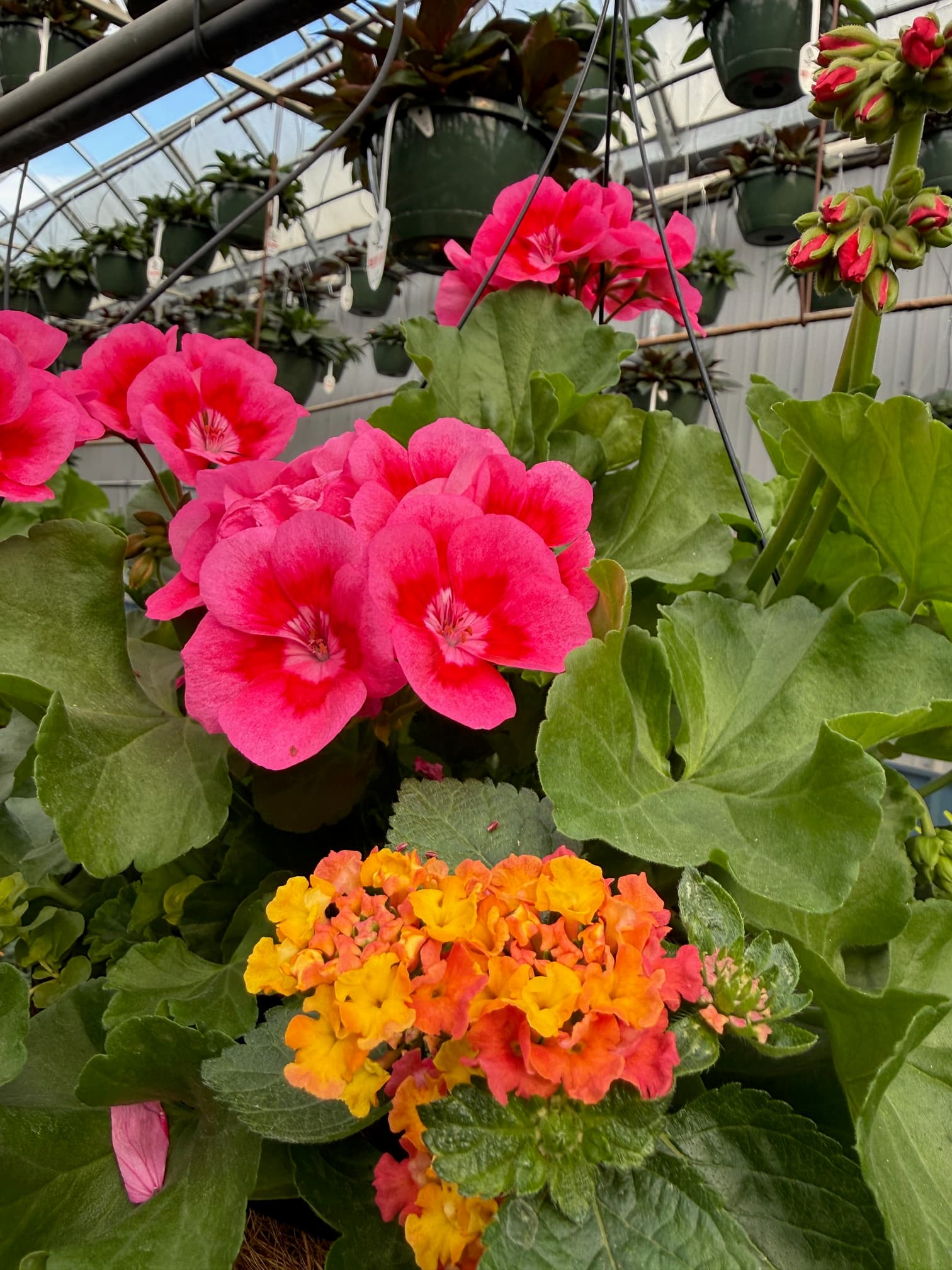 Calliope geraniums in bloom