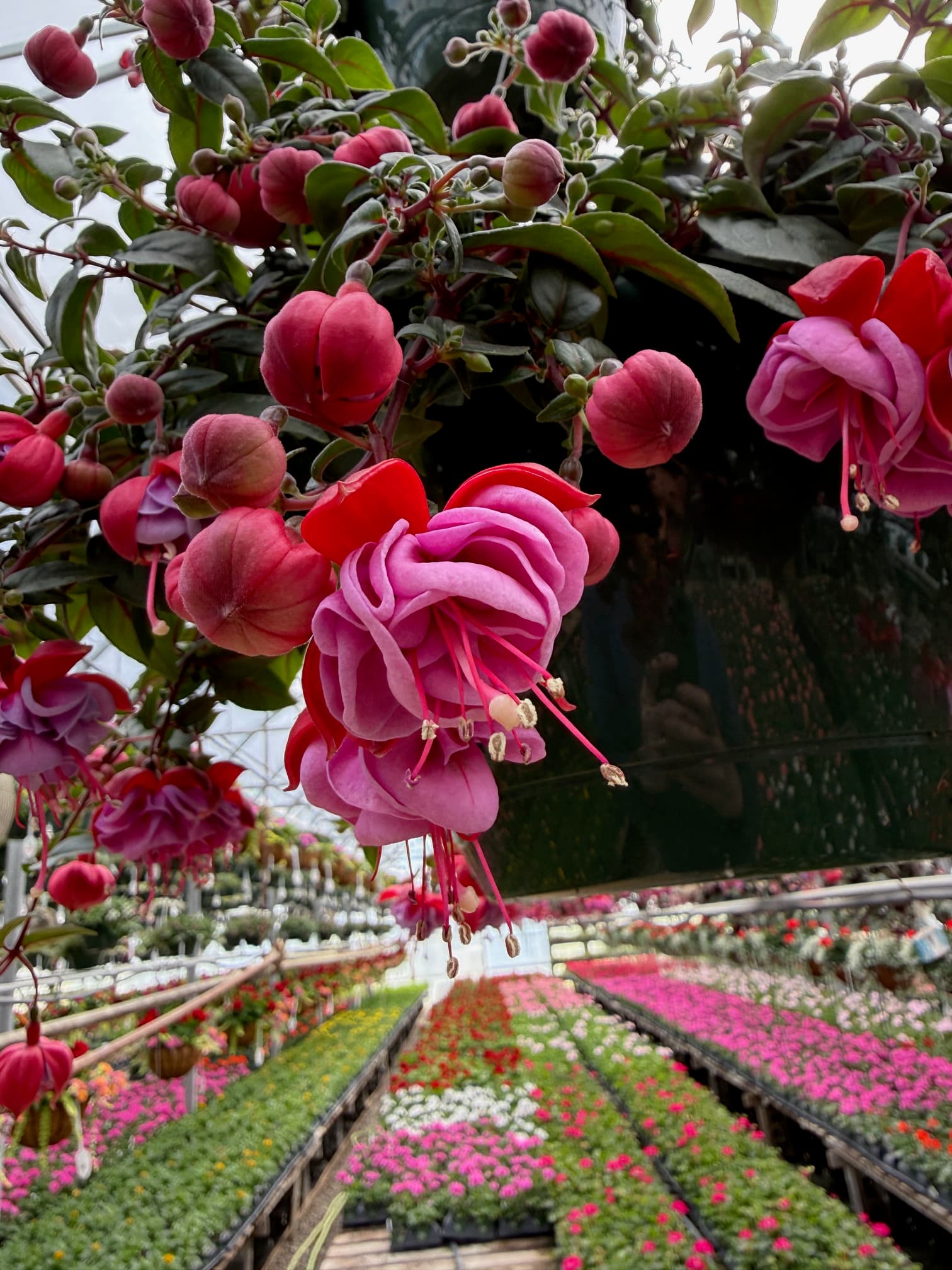 Trailing Fuchsia cascading from a hanging basket