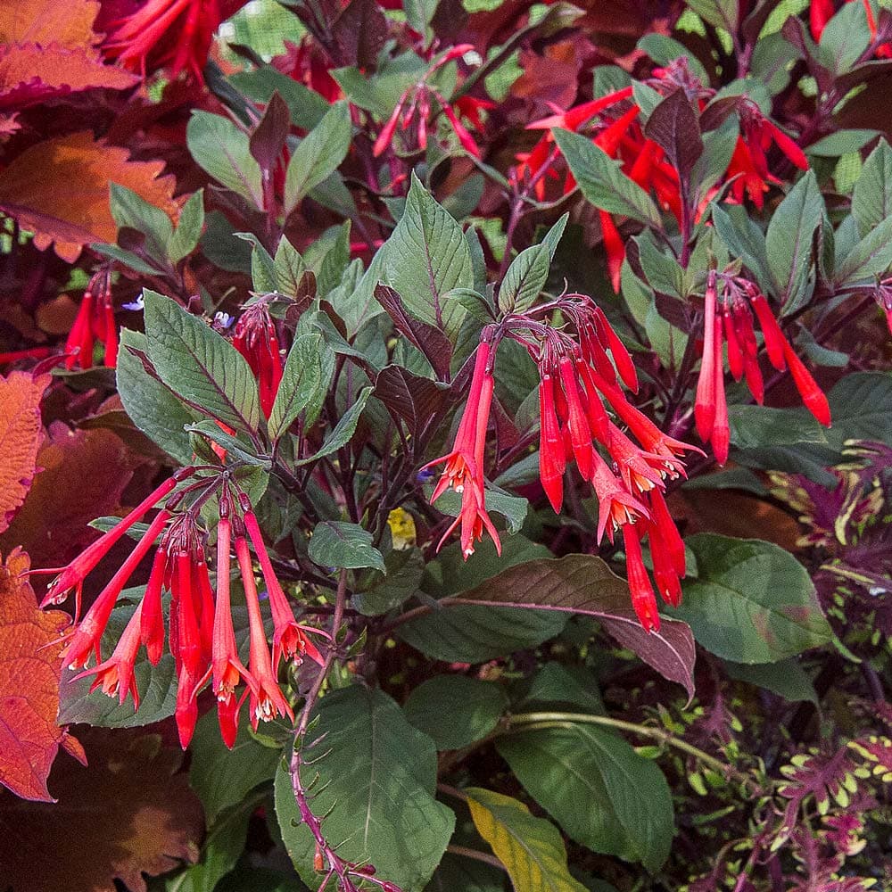 Upright Fuchsia in a patio pot