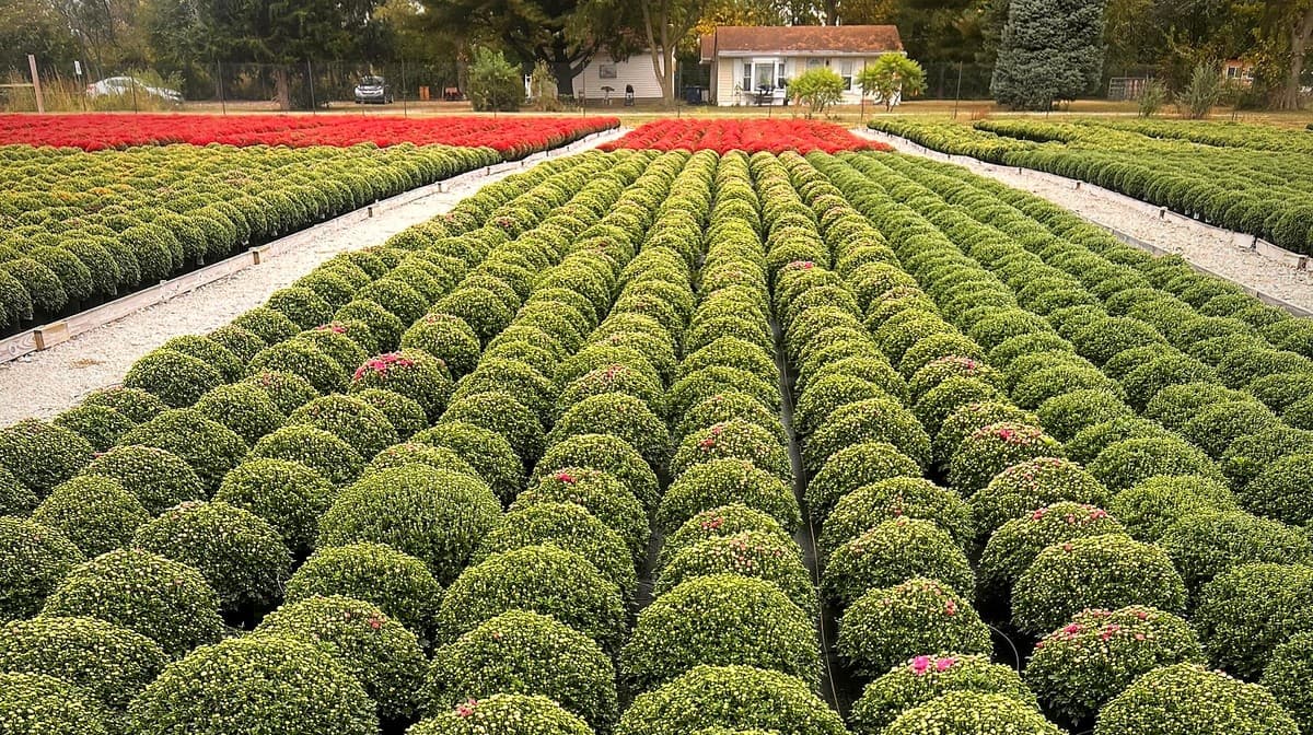 Mums in the yard the week we shipped 40,000 of them — still mostly in bud, which is exactly how you want to buy one.