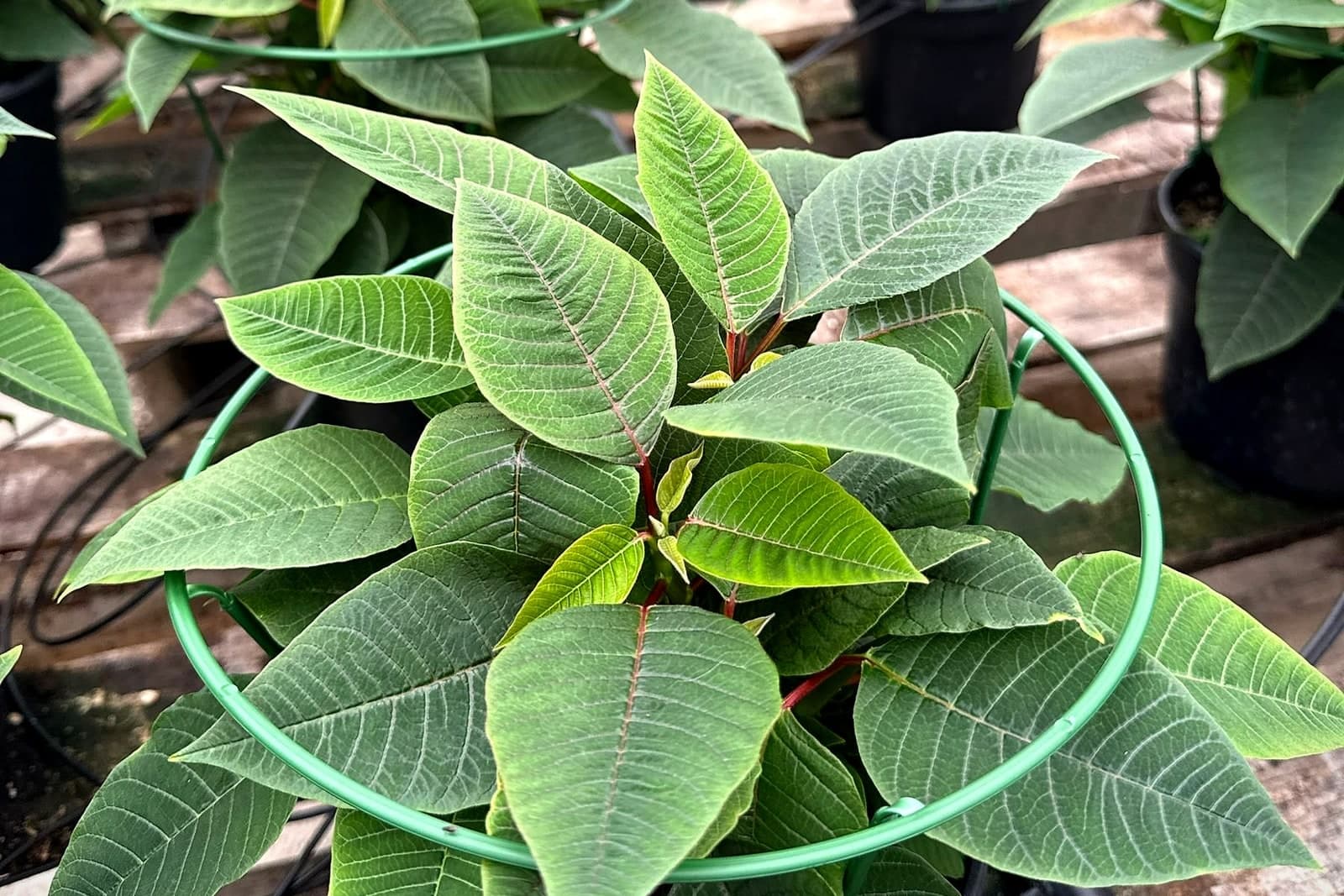 Our poinsettias this week, still entirely green. The color comes later, and it's the long nights that trigger it.