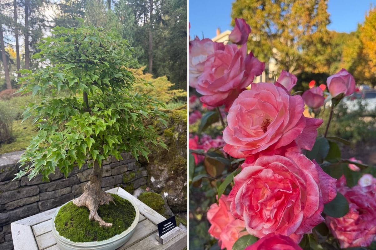 Left: a 53-year-old trident maple bonsai at the Portland Japanese Garden. Right: roses still blooming this month at the International Rose Test Garden.
