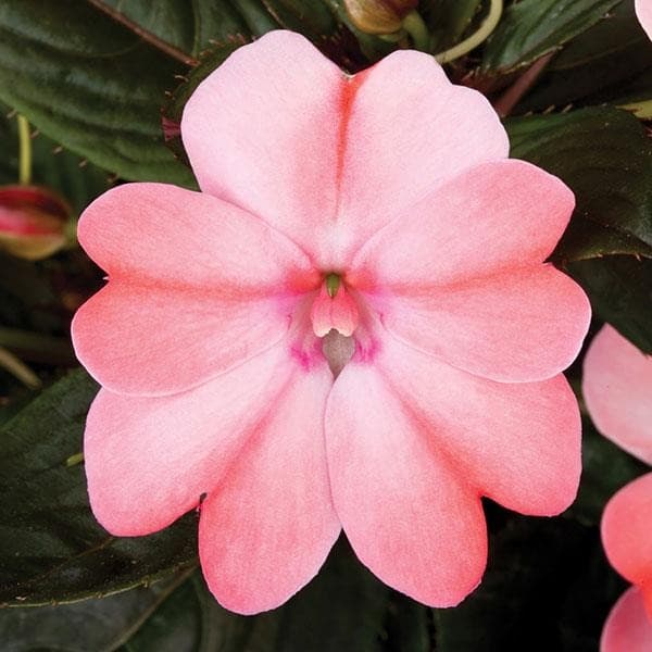 SunPatiens in Shade? Why They Might Be Even Better There