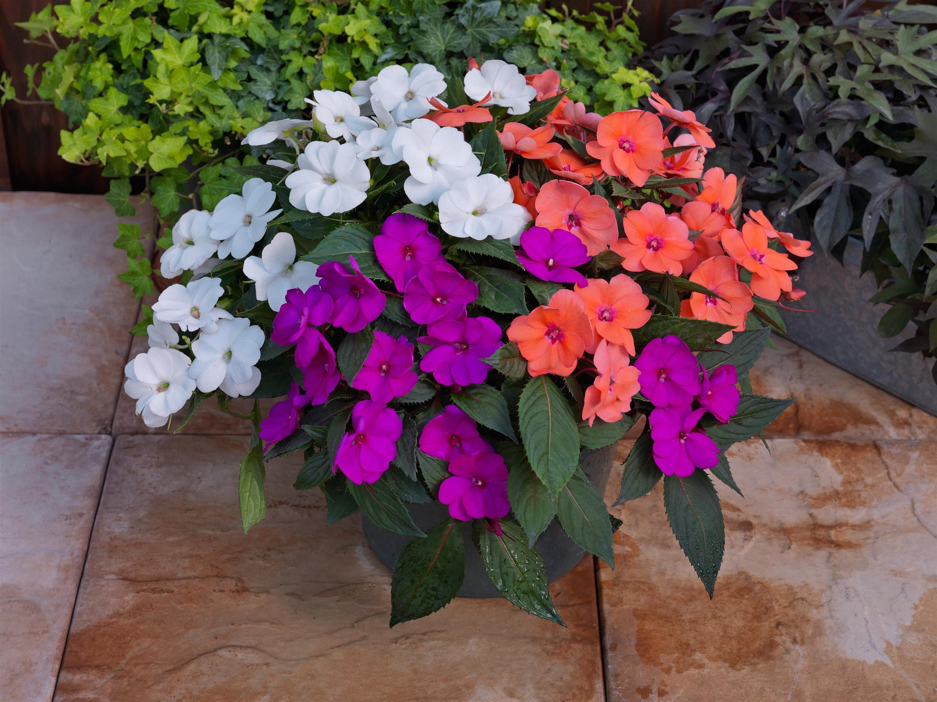 How to Fertilize SunPatiens (Without Overdoing It)