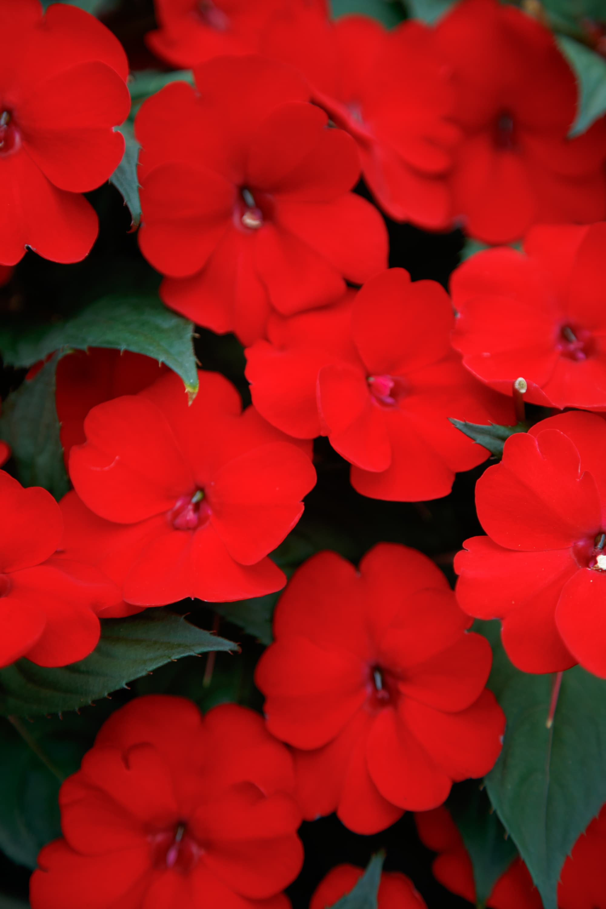 Why SunPatiens Thrive in Beds (And Can Be Dramatic in Containers)