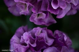 Close-up of a heavily ruffled violet pansy