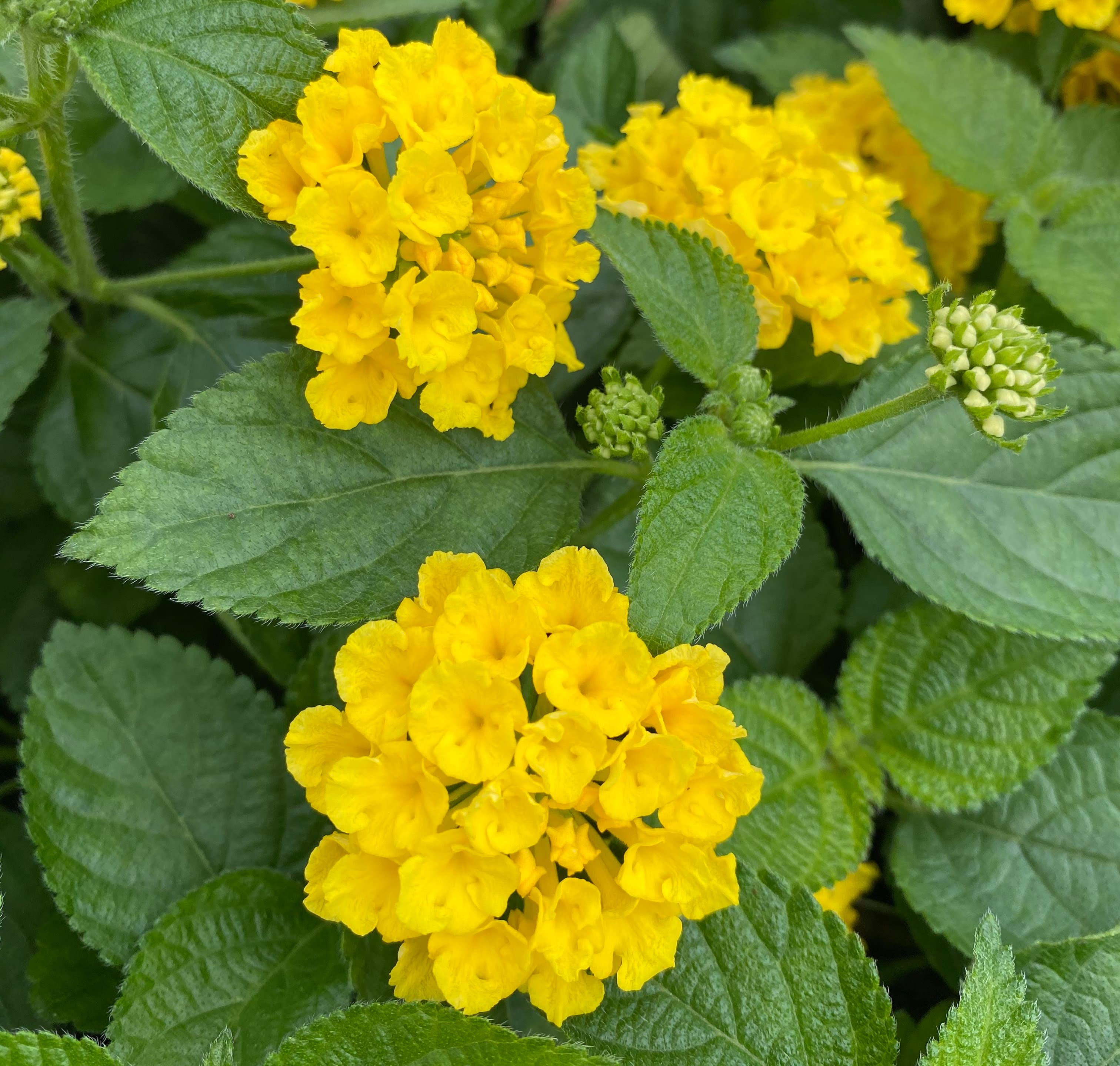 Shamrock Lantana bloom close-up