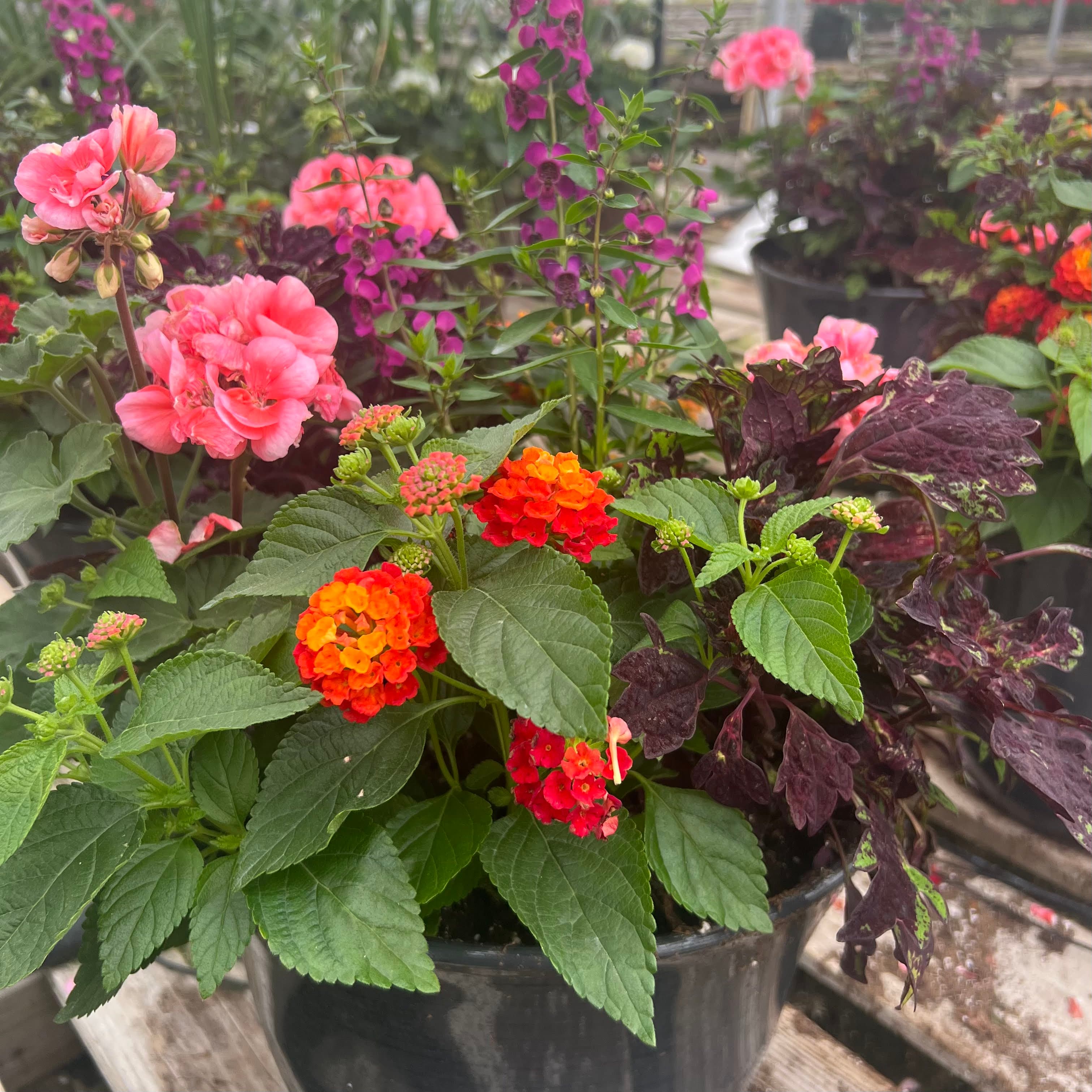 Shamrock Lantana varieties