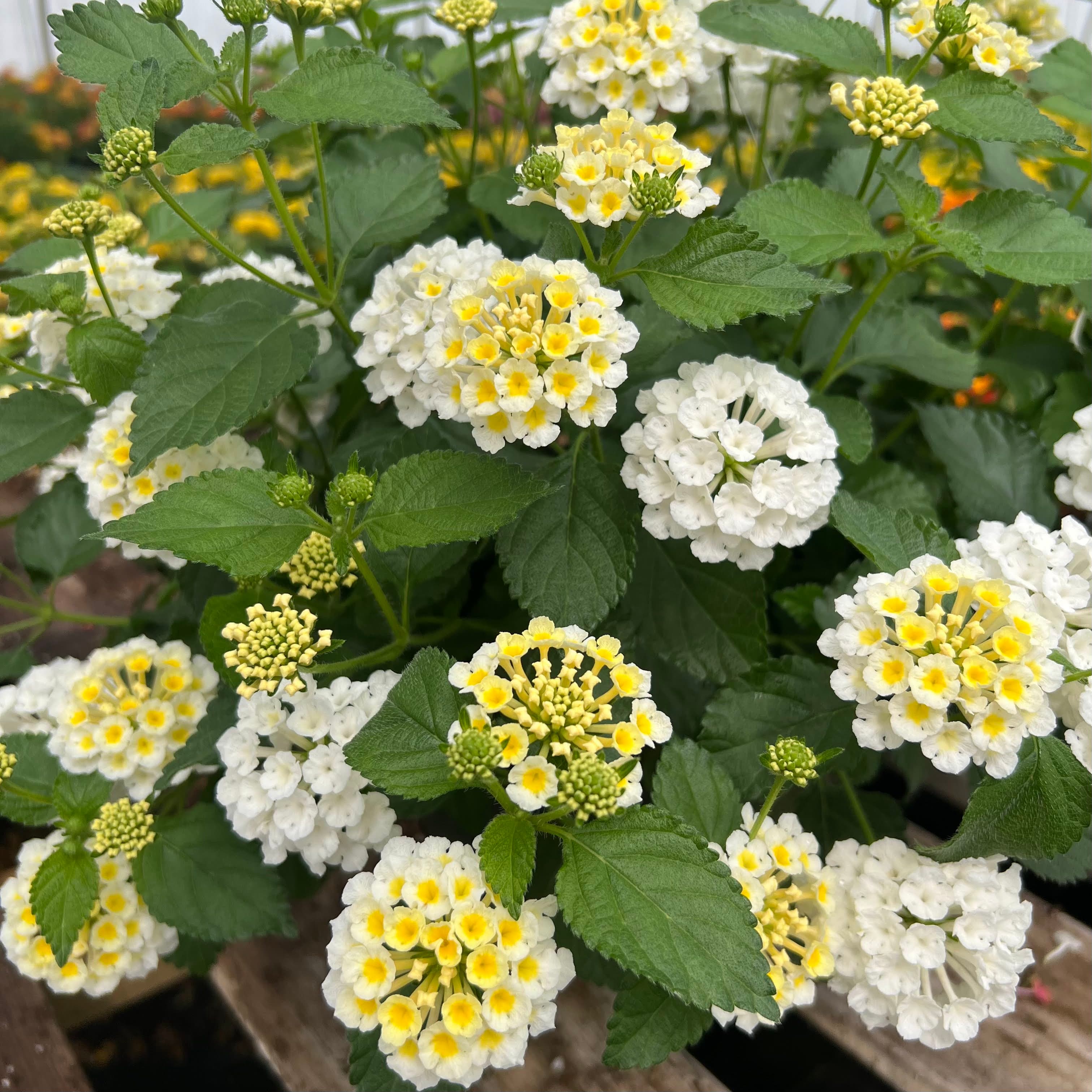 Shamrock Lantana at Schlegel Greenhouse
