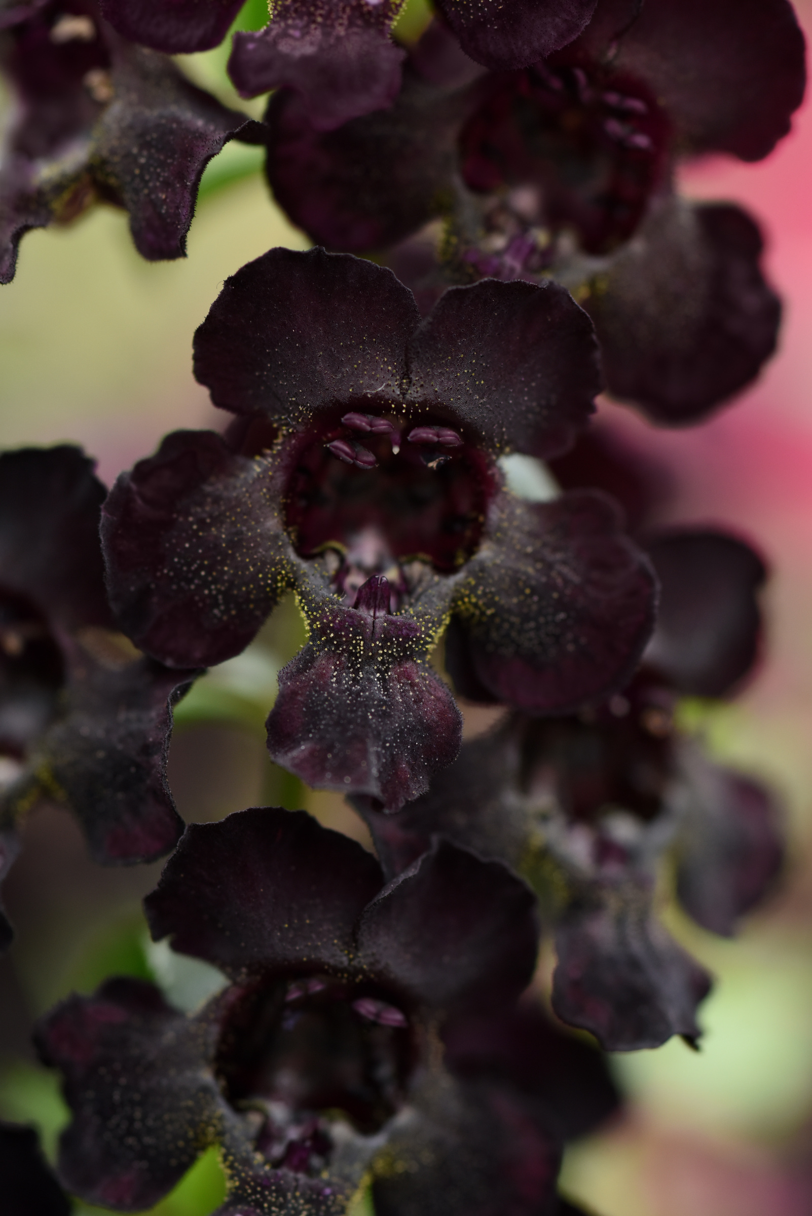 New Angelonia Colors Worth Trying This Season