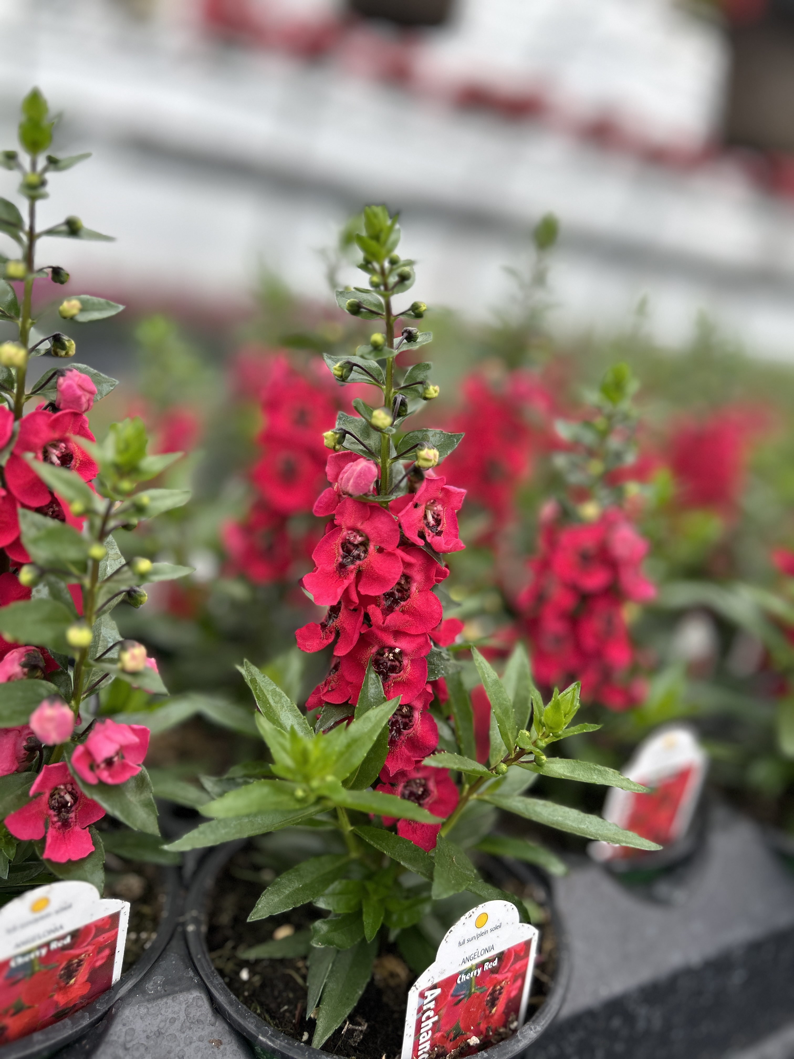 How to Grow Angelonia (And Keep It Blooming All Summer)