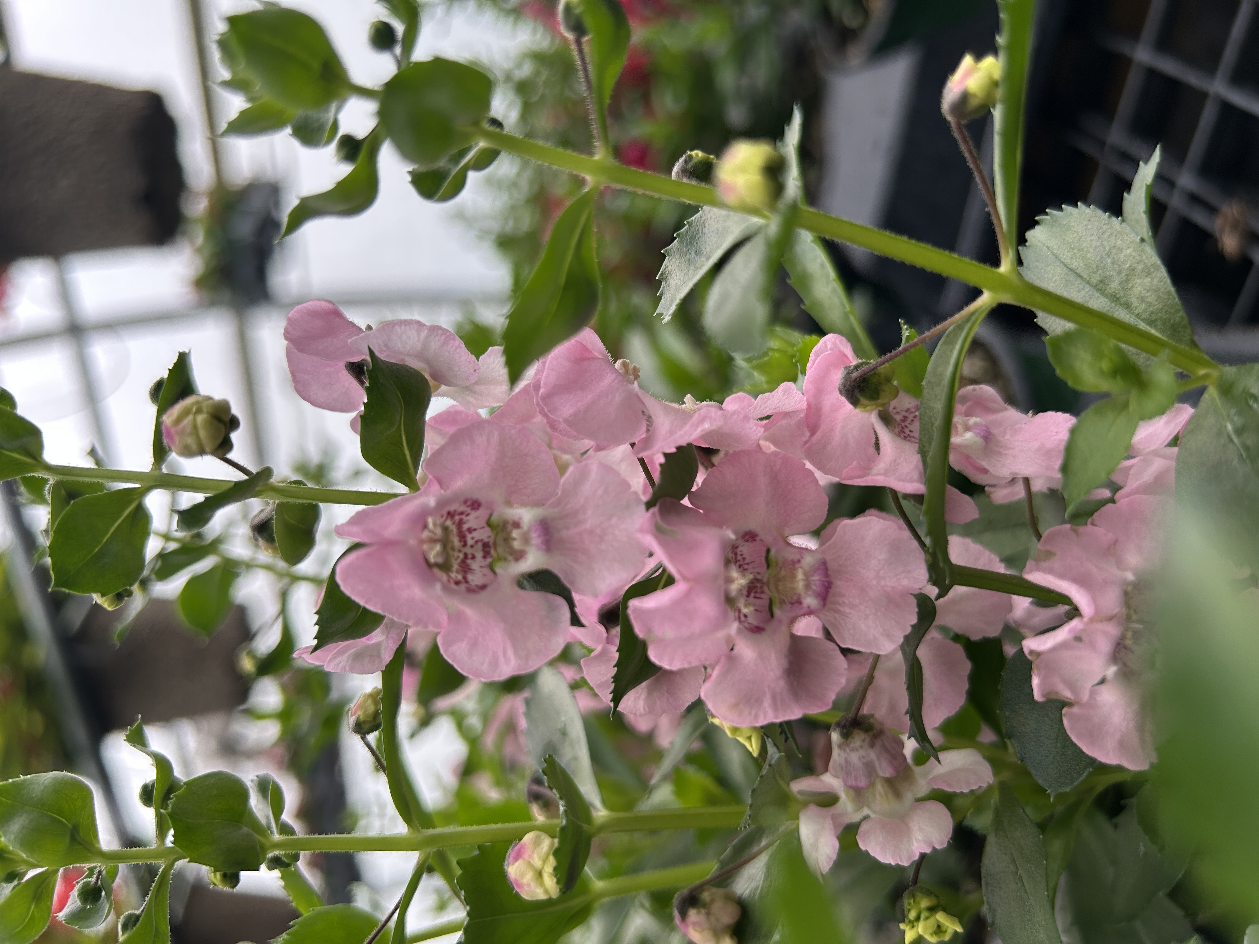 July Is Angelonia Season