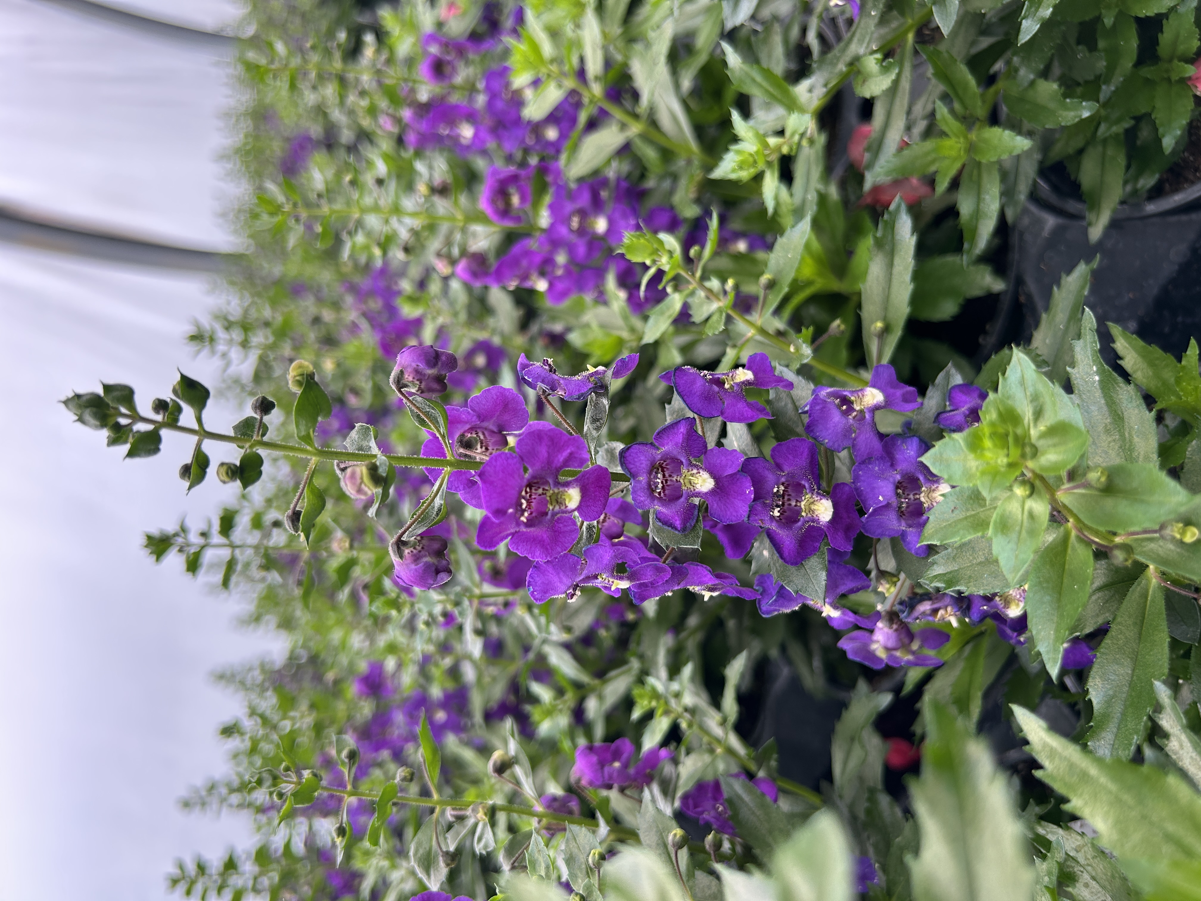How to Use Angelonia in Containers and Landscape Beds
