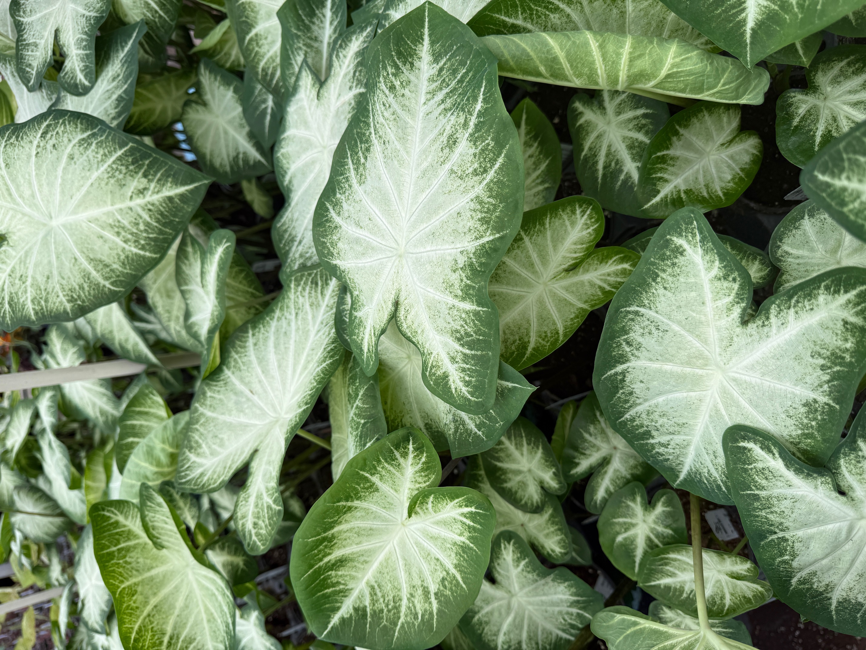 Caladiums