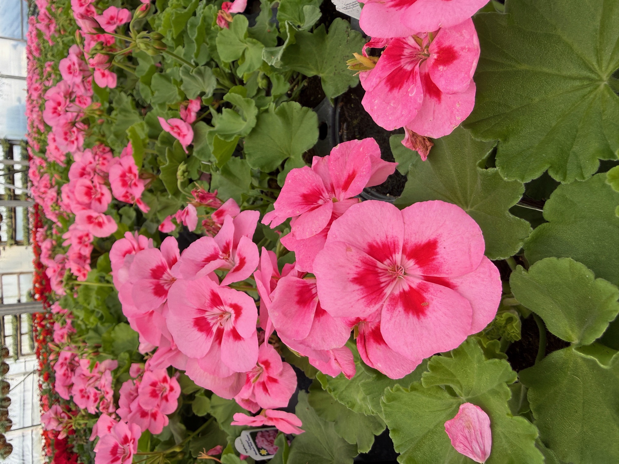 What the Dümmen Orange and Syngenta Flowers Partnership Means