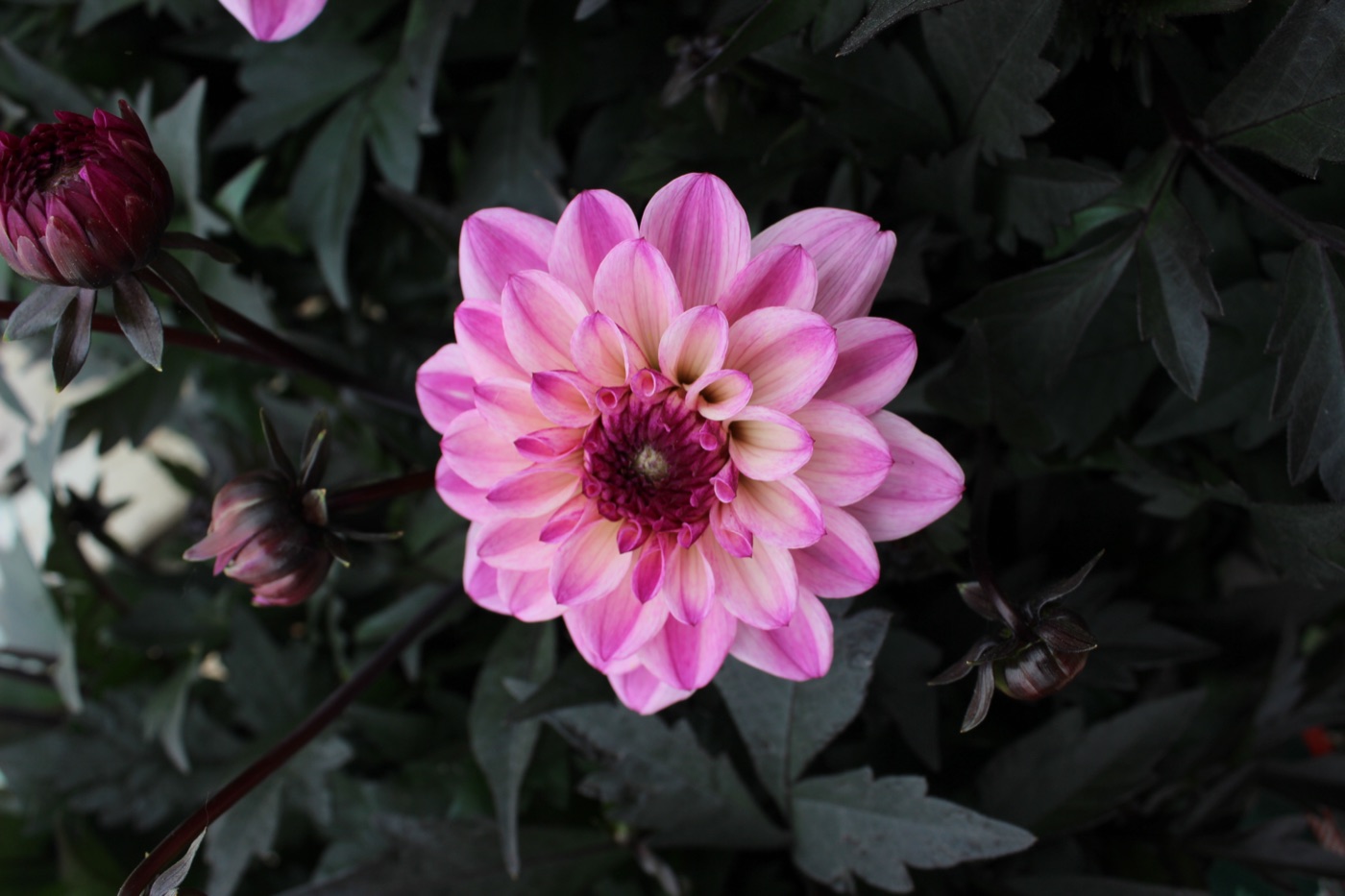 City Lights Lavender Pink dahlia in Caleb's garden — soft lavender petals fading to pink, with a deep magenta eye.