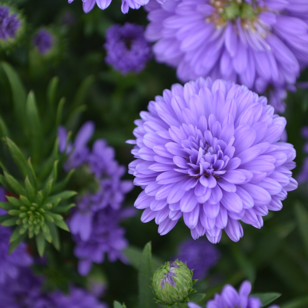 Asters 'Henry'