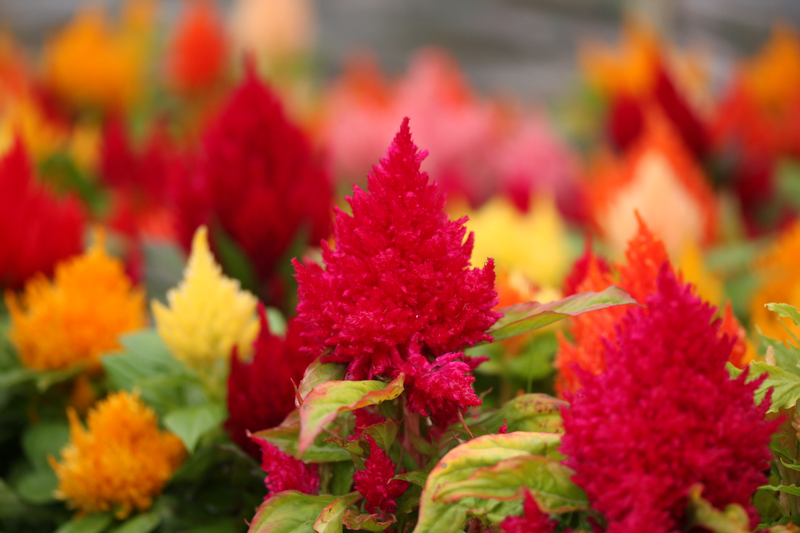 Celosia 'Kimono'
