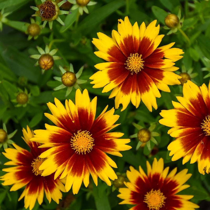 Coreopsis 'Uptick'