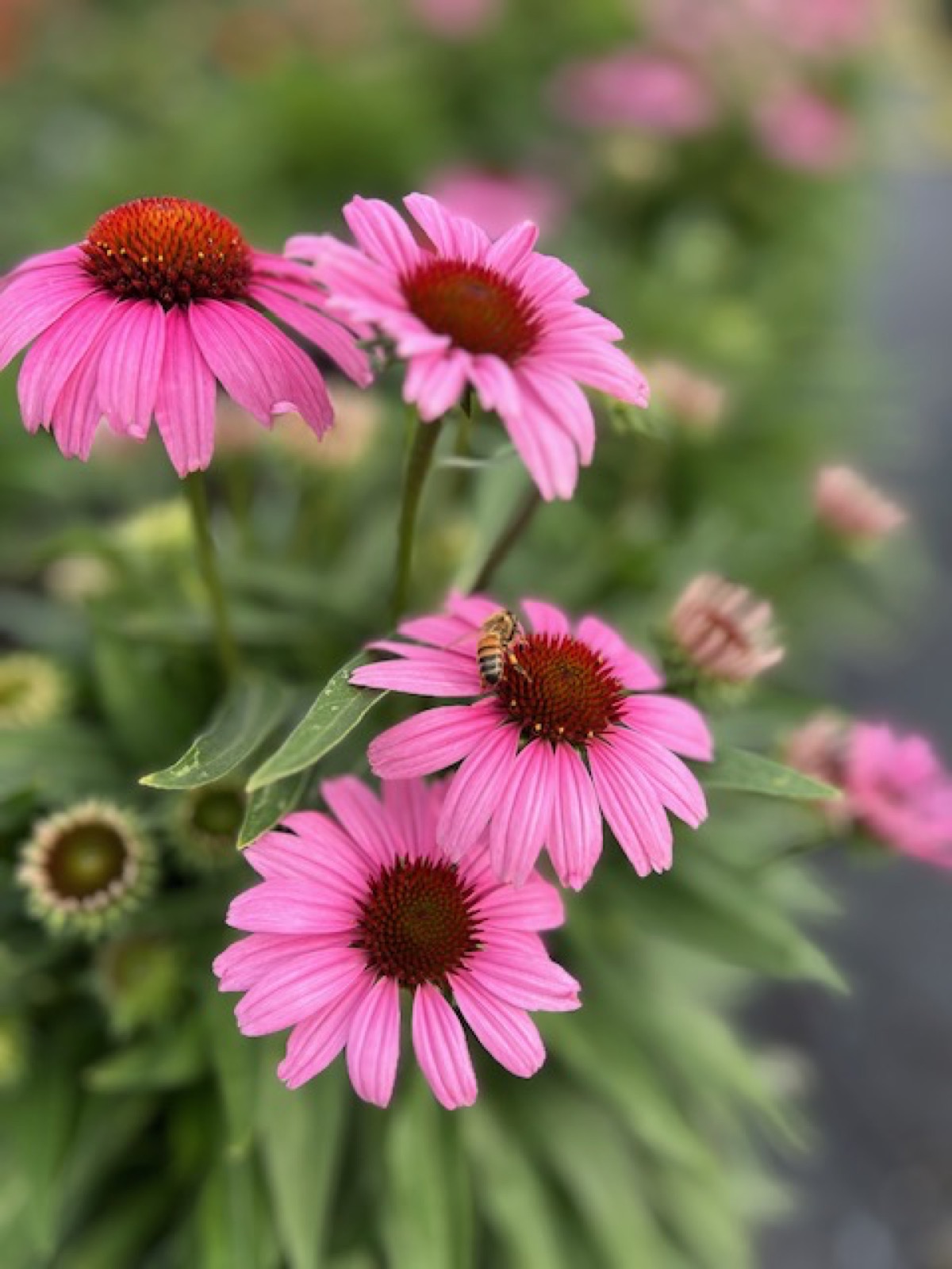 What's Blooming in Indiana Right Now?