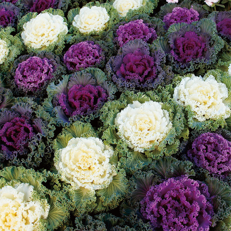 Ornamental Kale