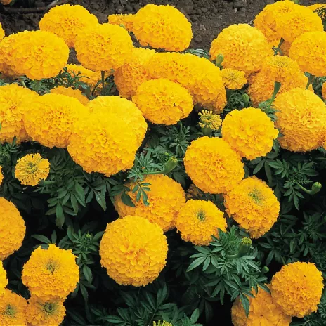 Marigold