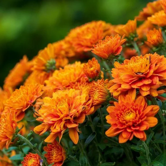 Assorted Mums