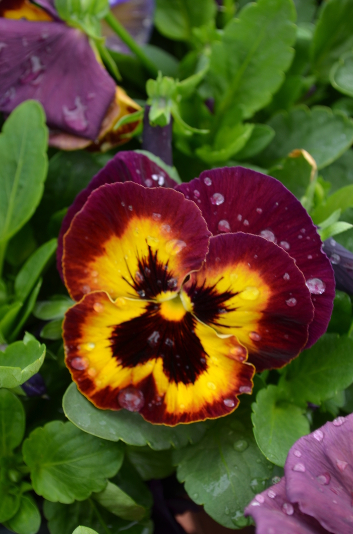 Pansy