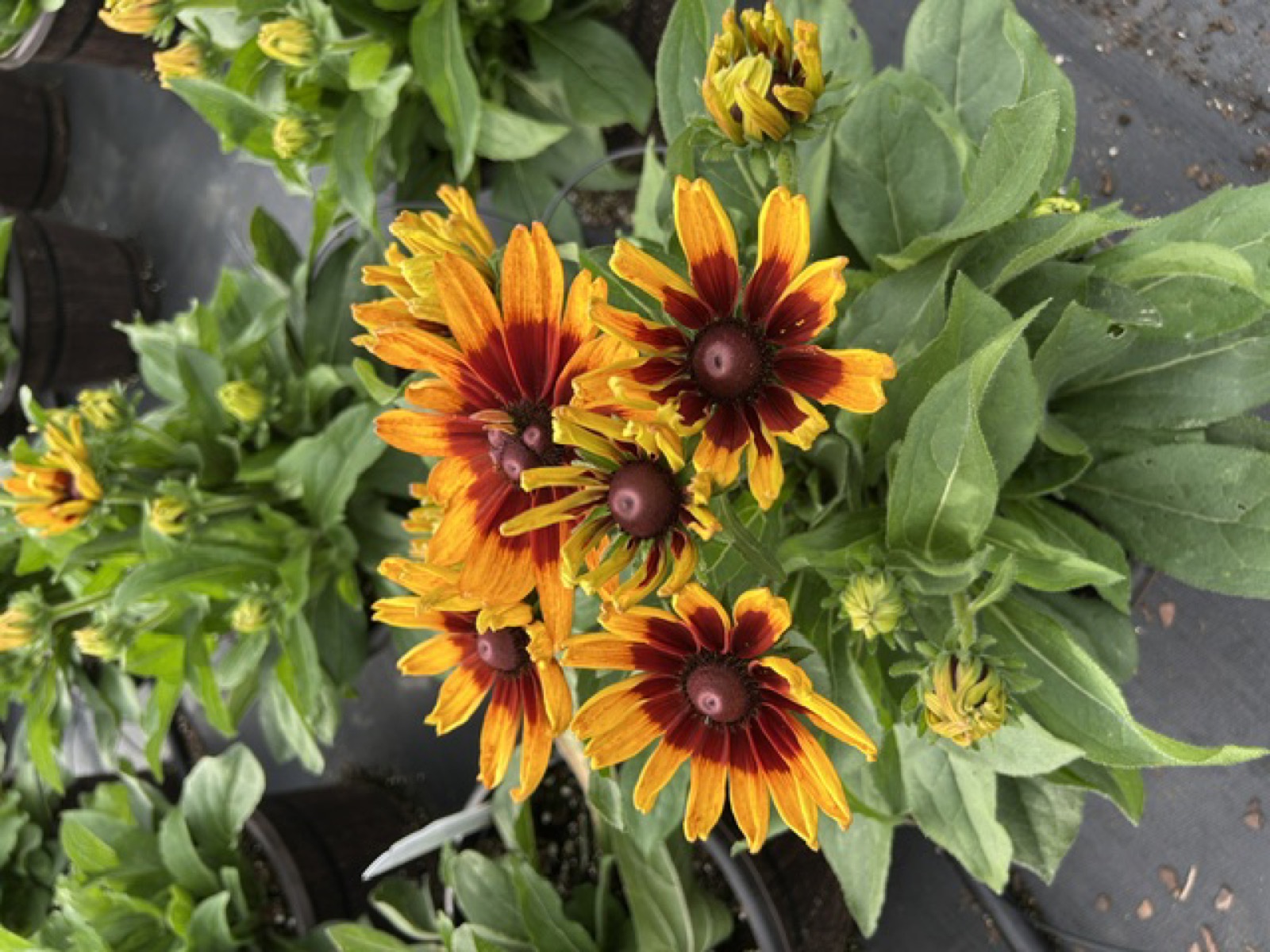 Not All Rudbeckias Are Created Equal