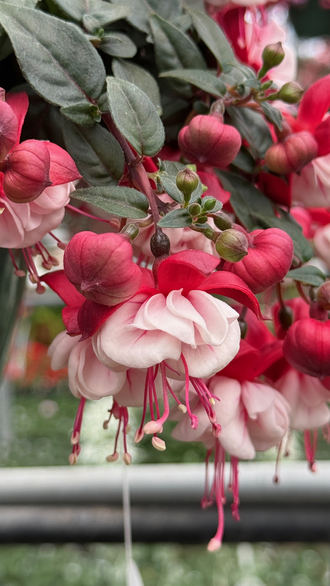 Fuchsia: One of the Most Unique Plants Ever Brought to the Garden