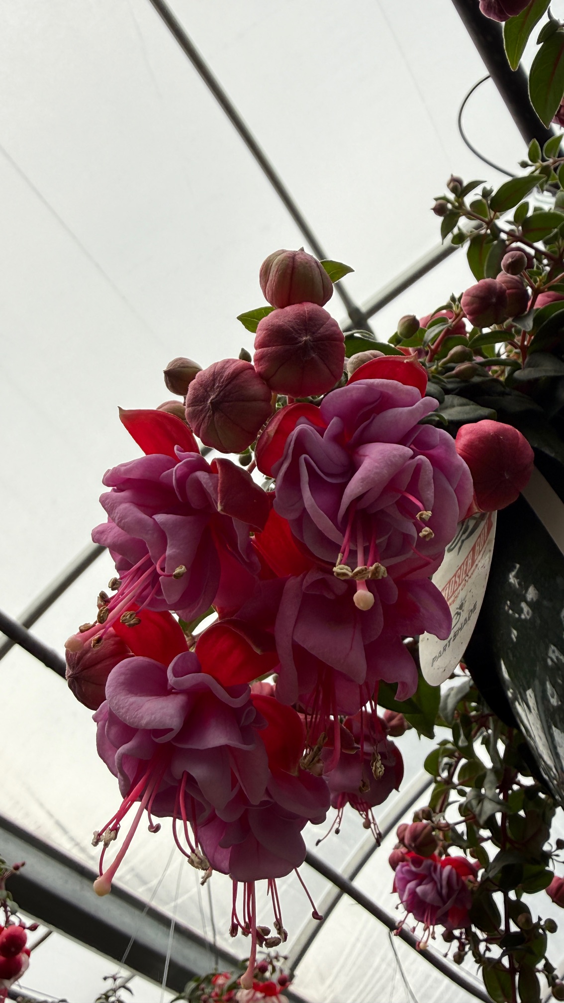 How to Actually Grow Fuchsia in Indiana (Without Killing It)