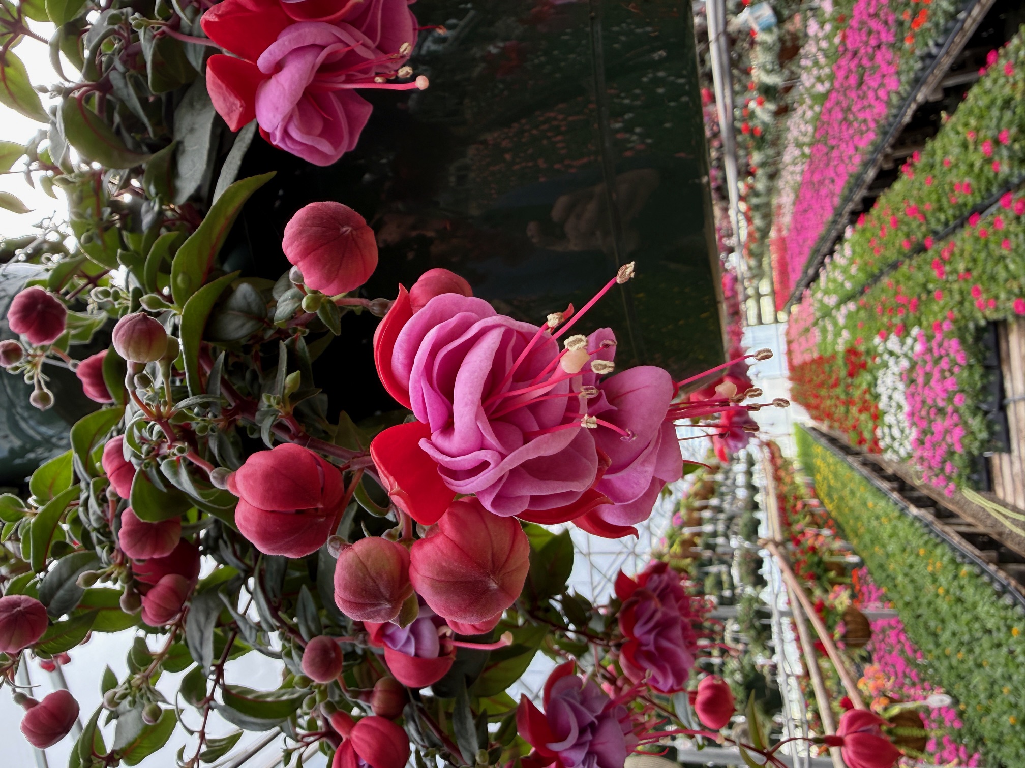 New Fuchsia Varieties: Why Breeders Are Making Them Better Than Ever