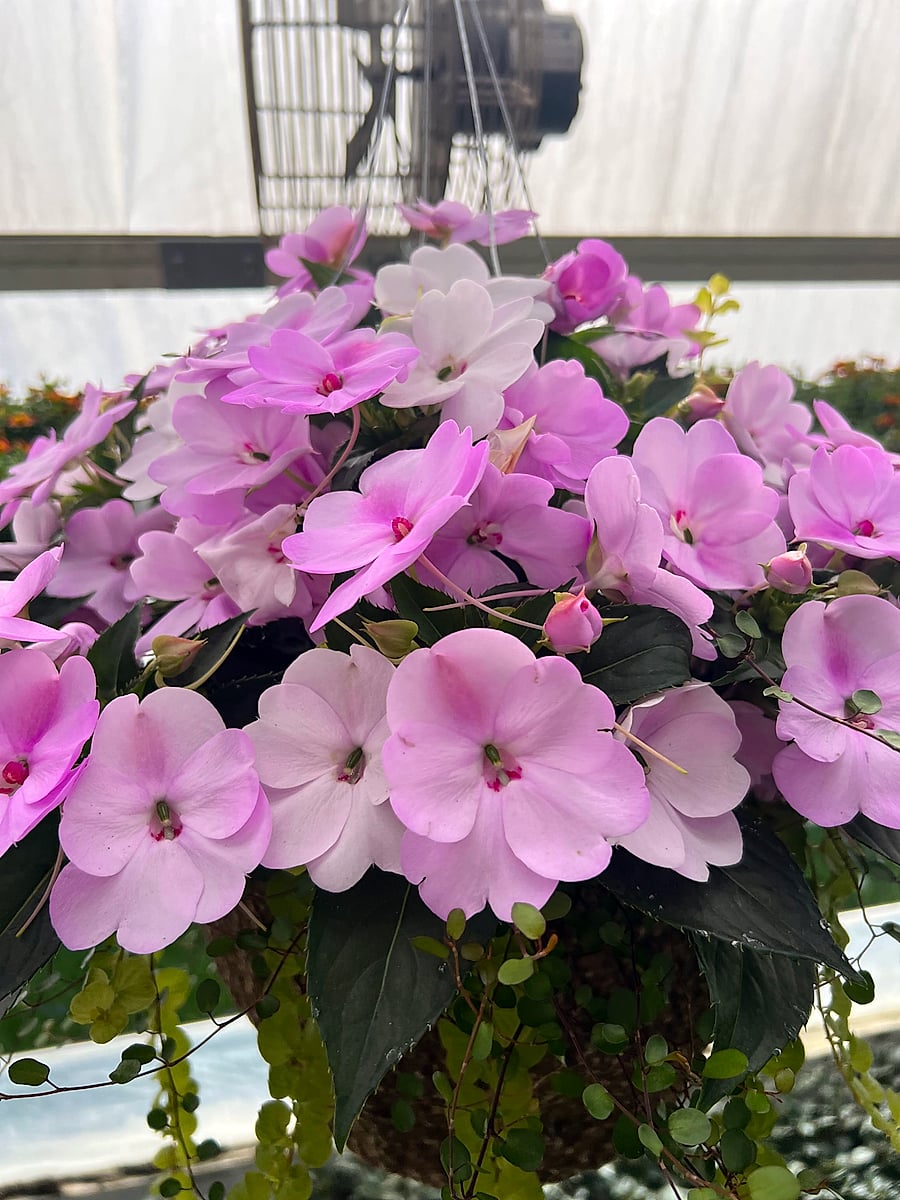 The Best Days to Go to the Garden Center (If You Want the Good Stuff)