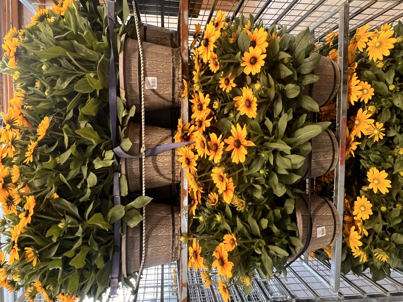What We’re Growing Now (And What’s Coming Next)
