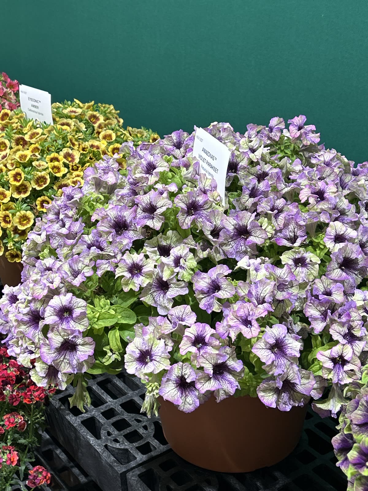 The Future of Petunias: Danziger's New Amazonas Series