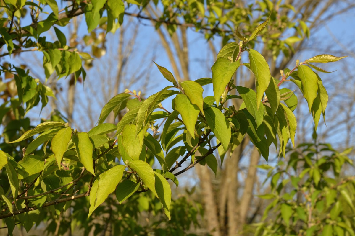 Amur honeysuckle branches in full green leaf in front of trees that are still bare in April
