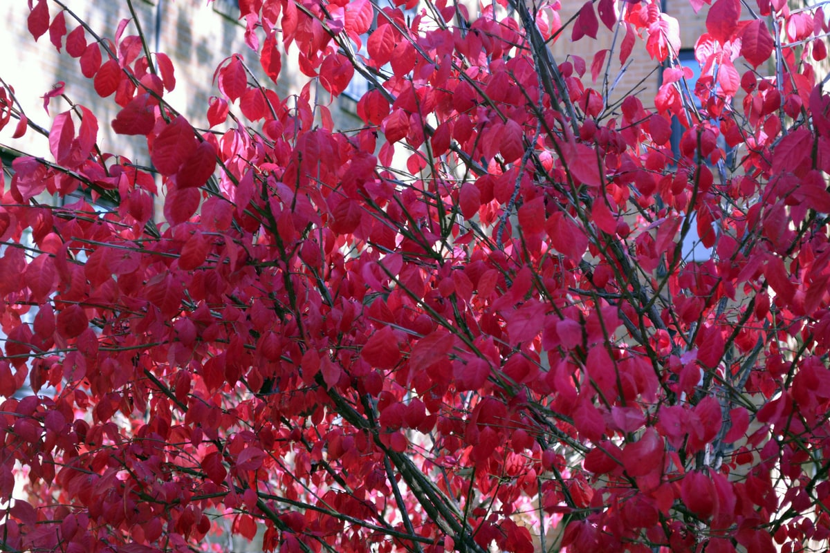 Burning bush with scarlet fall leaves on thin green twigs