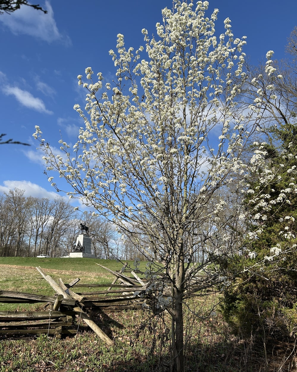 A young Callery pear in full white bloom growing up through a split-rail fence before the surrounding trees have leafed out