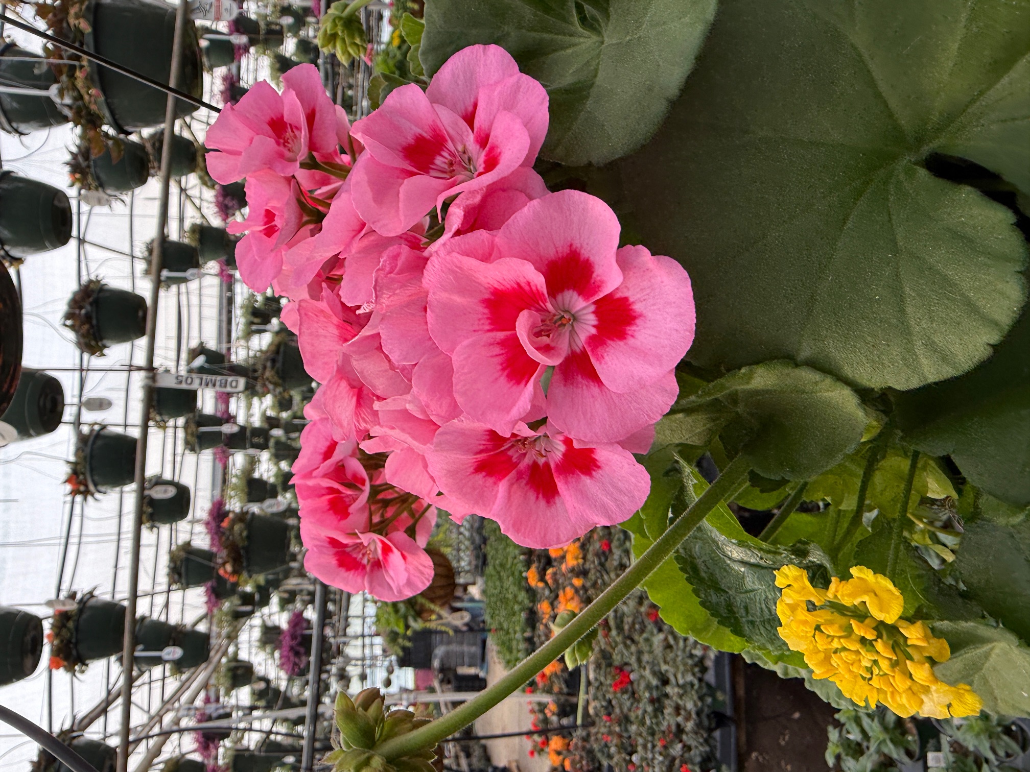 Calliope® Geranium Growing Guide — Bold Color Built to Perform