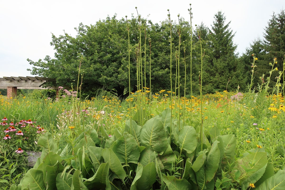 Tall flower stems of prairie dock rising above coneflowers and other perennials in a native plant garden