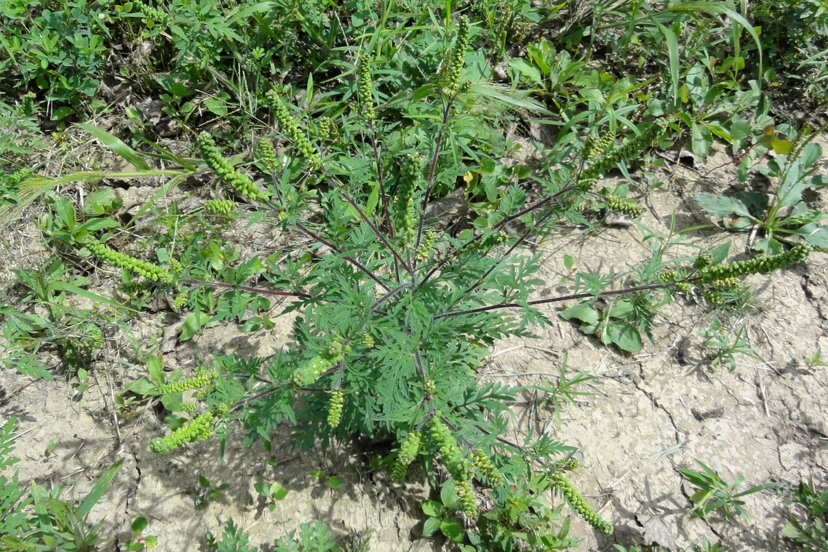 A common ragweed plant with finely divided, lacy leaves and green flower spikes growing on bare, cracked soil