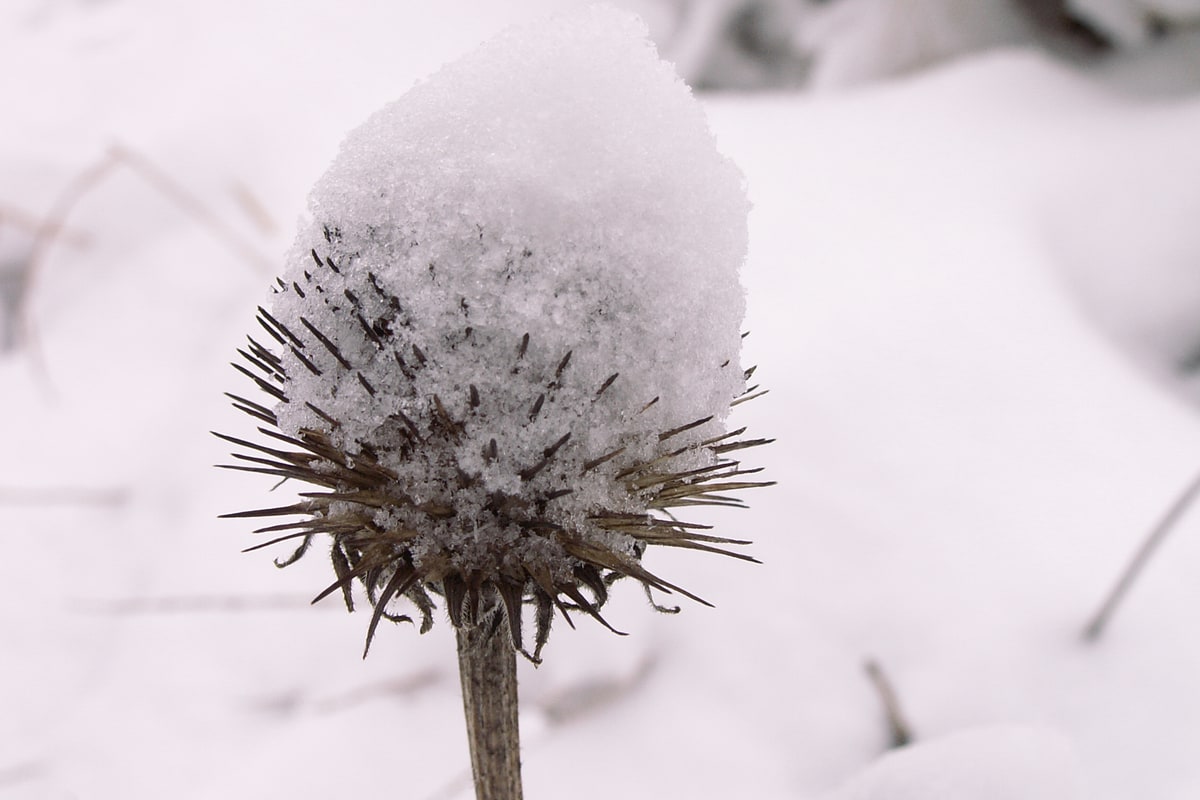 A coneflower seed head capped with snow