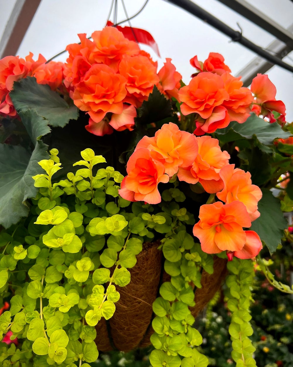 A hanging basket of apricot double begonias with chartreuse creeping Jenny trailing over the coco liner