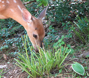 What Actually Works for Deer Control? An Honest Tier List