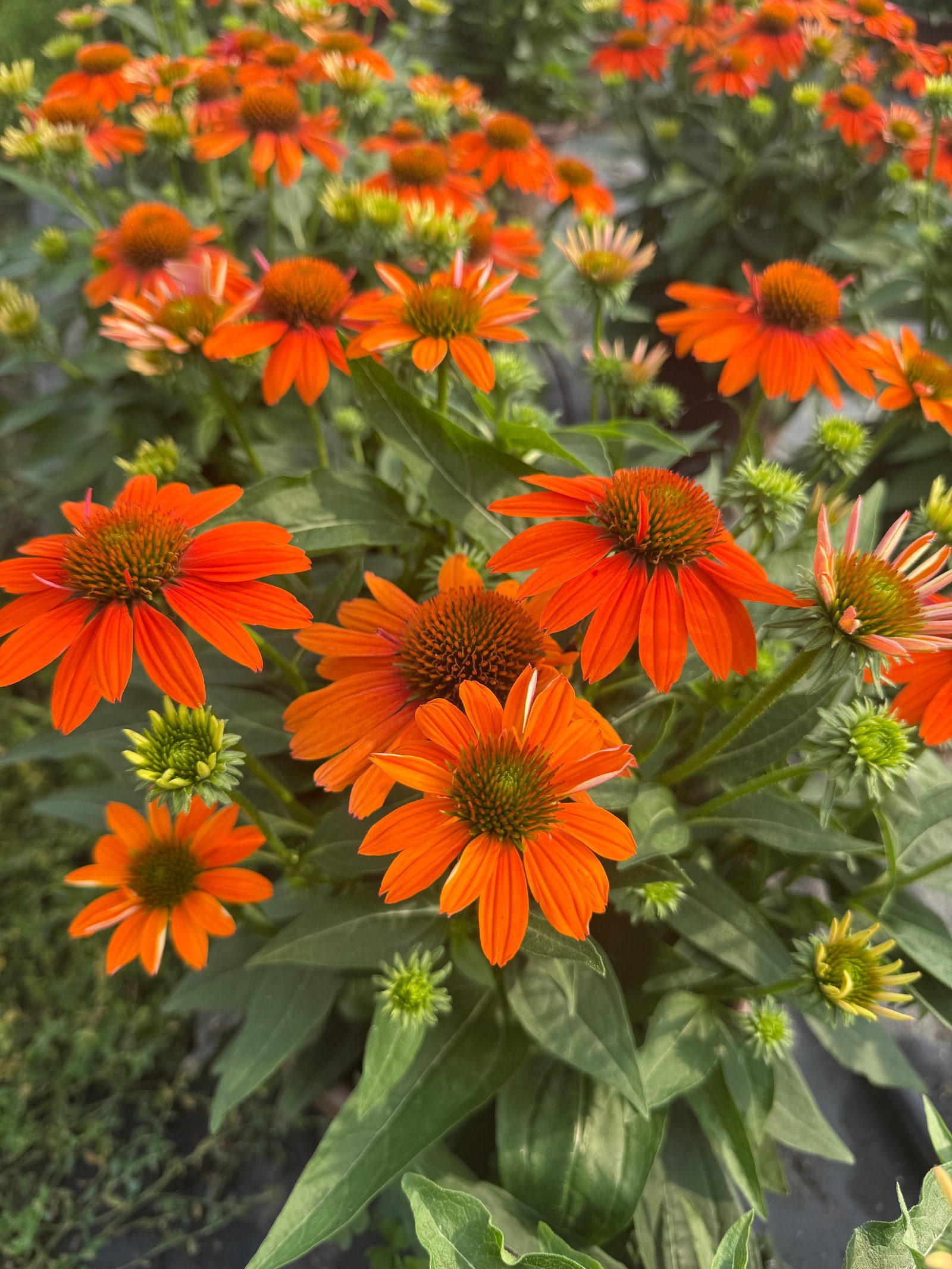 An Appreciation of Echinacea: The Nearly Perfect Perennial