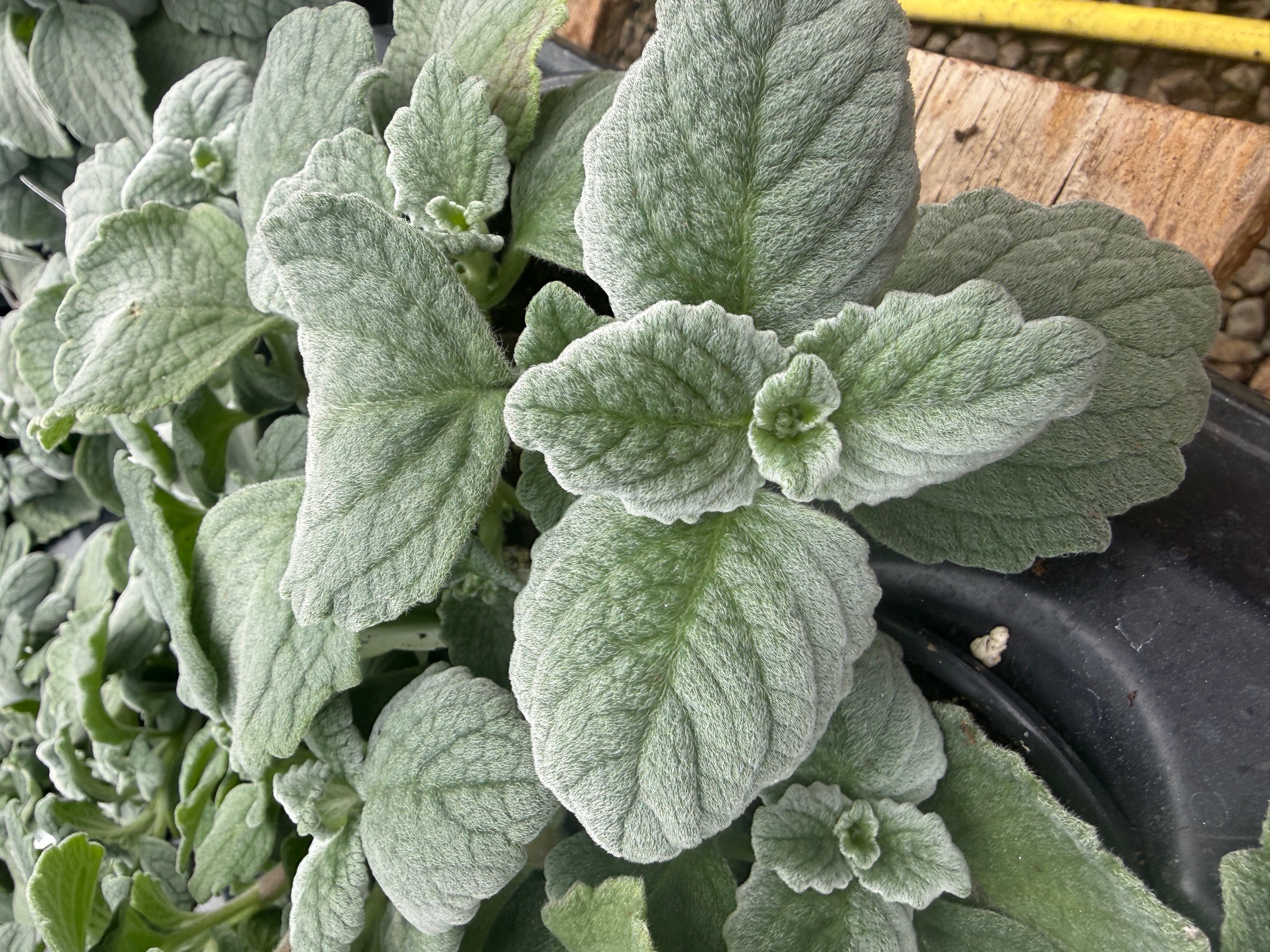 Why Are Some Plants Fuzzy? (And When That's a Good — or Bad — Thing)